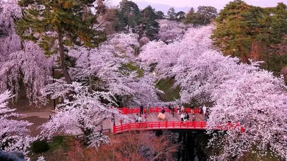 Hanami (cherry blossoms)