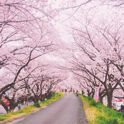 Hanami (cherry blossoms)